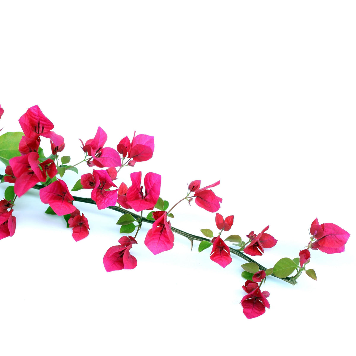 Pink Bougainvillea seeds