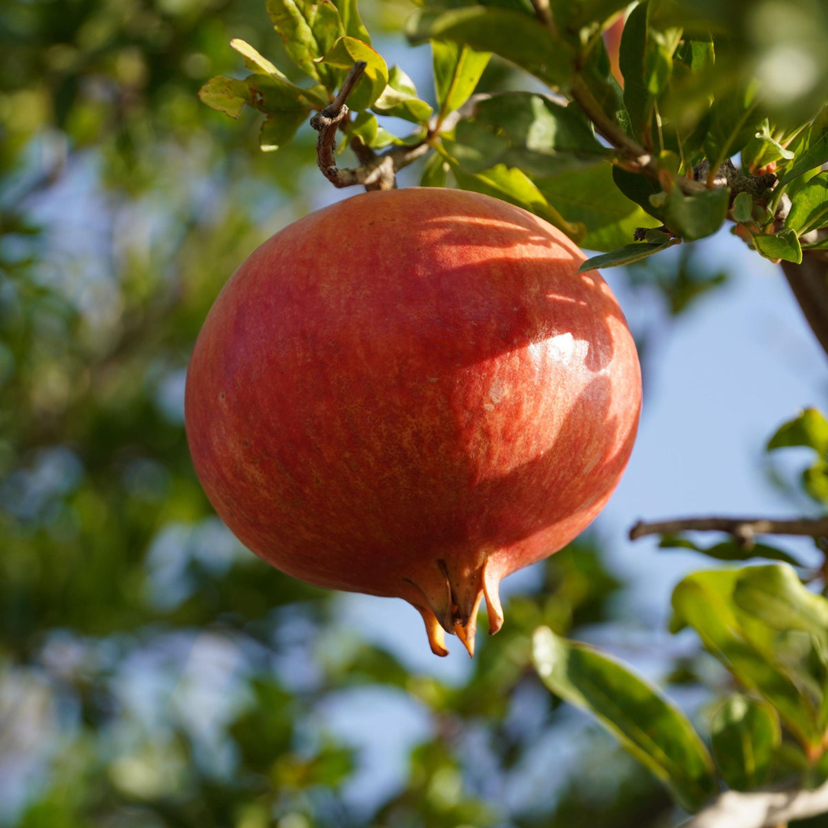 Pomegranate seeds
