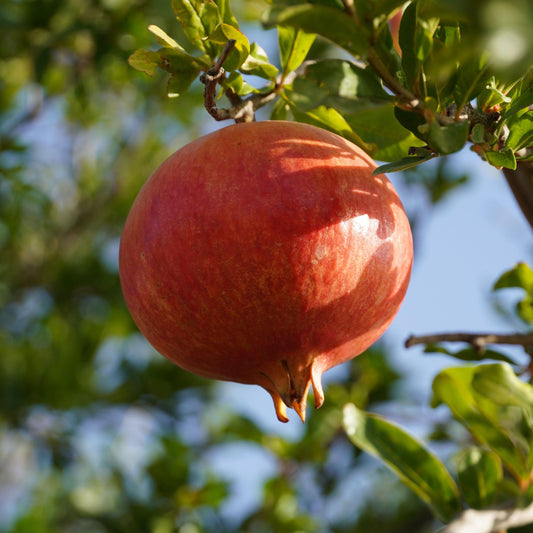 Pomegranate seeds