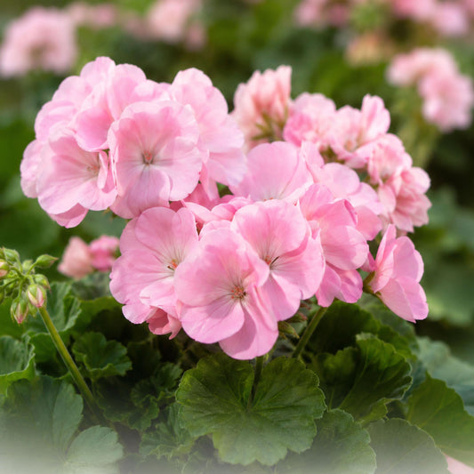 Appleblossom Geranium seeds
