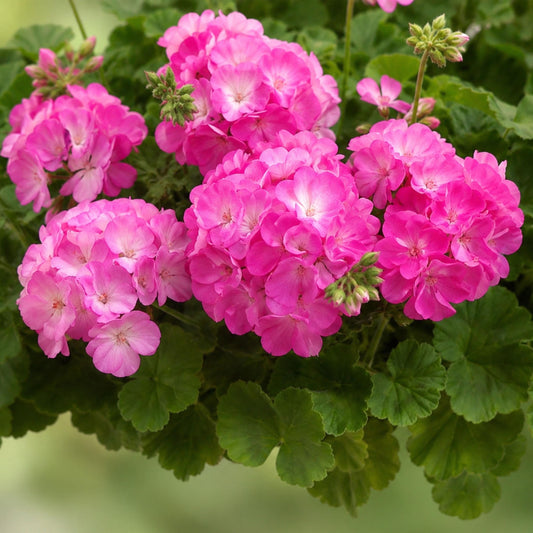 Pink Bicolor Geranium seeds