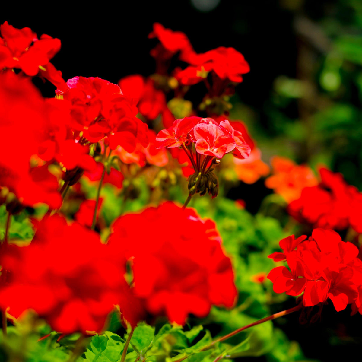 Red Geranium seeds
