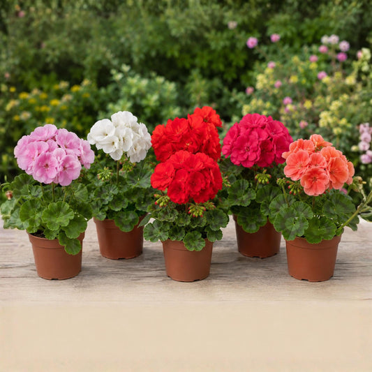 Geranium Bulls Eye Mix seeds