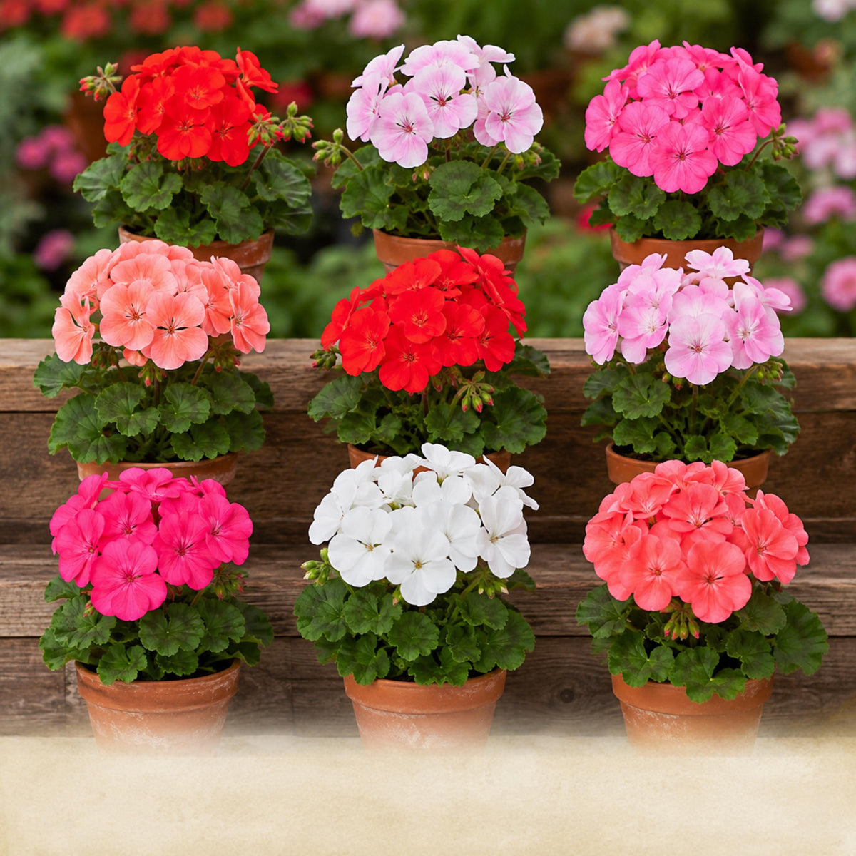 Nano Geranium Mix seeds