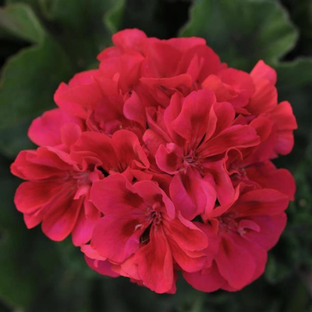 Zonal Geranium Mix seeds
