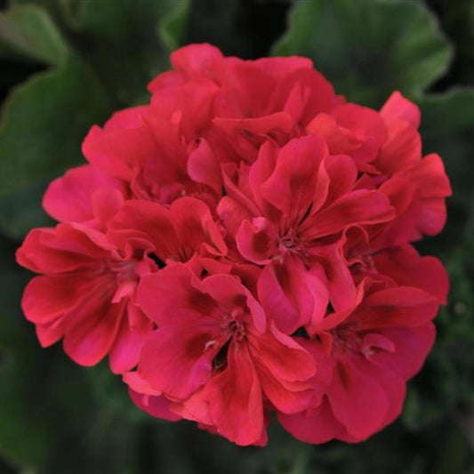 Zonal Geranium Mix seeds