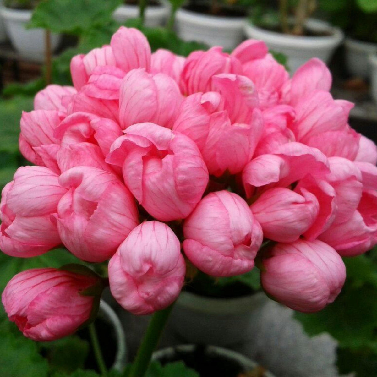Tulip Geranium Mix seeds