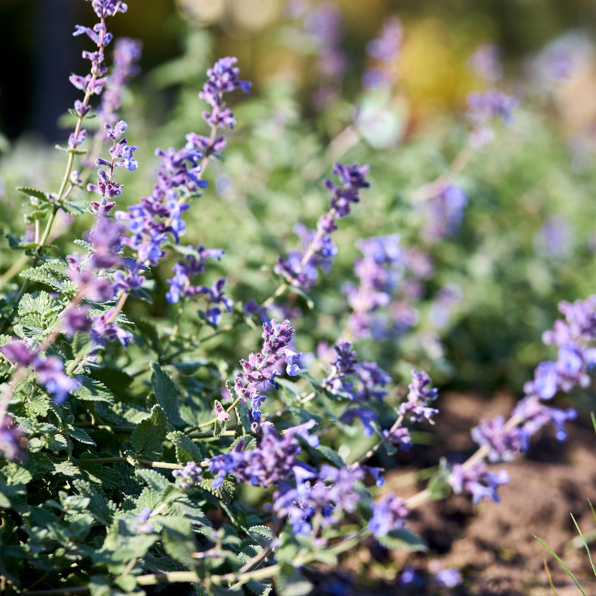 Catmint seeds