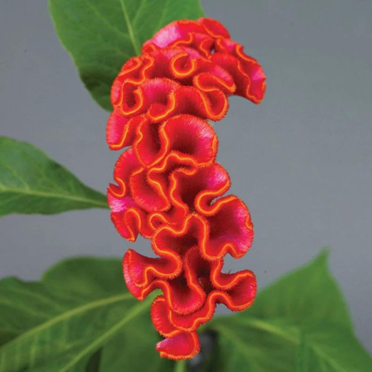 Neo Mix Celosia seeds