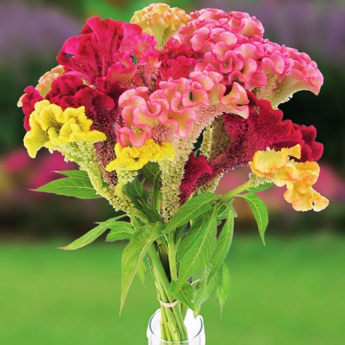 Supercrest Mix Cockscomb Celosia seeds