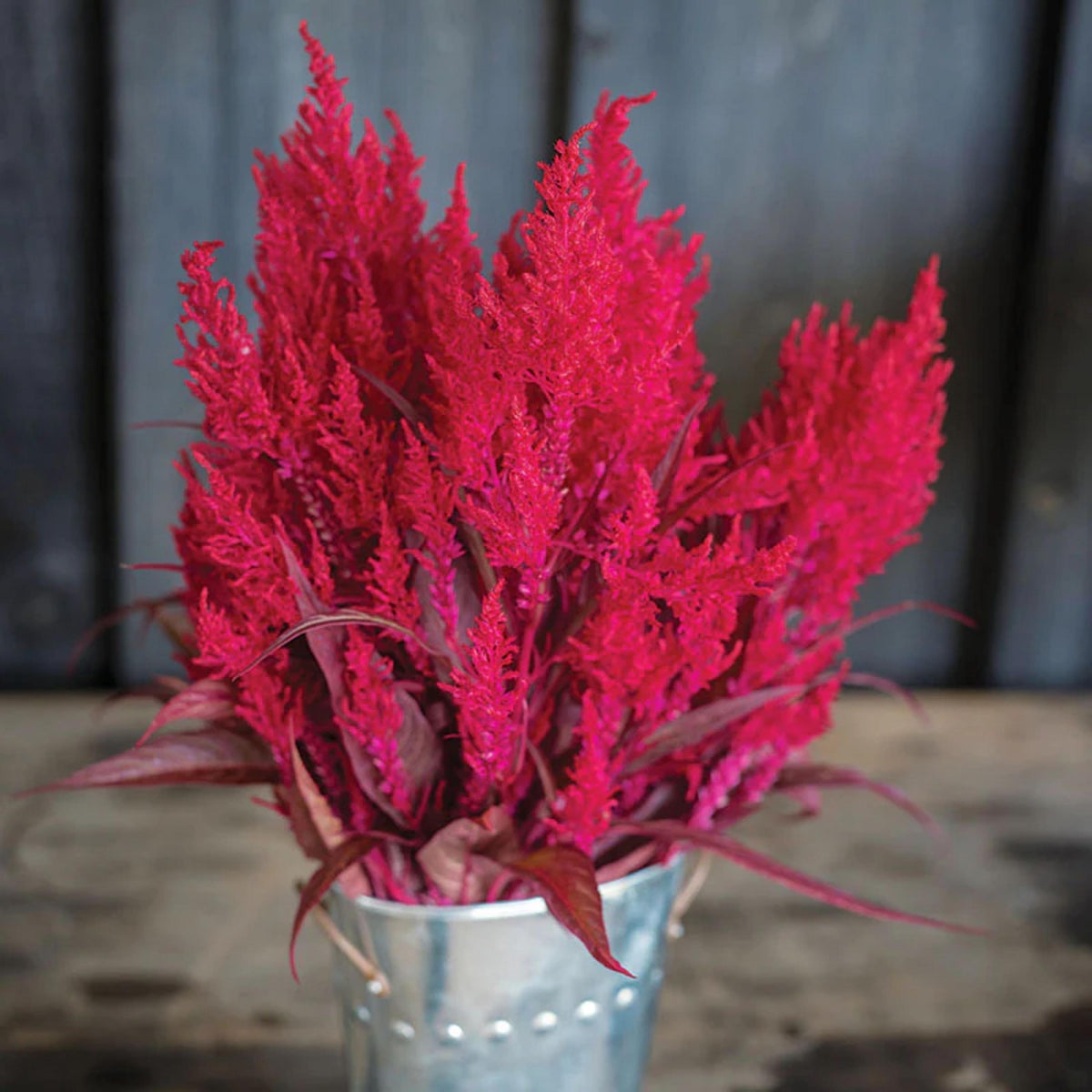 Dragon’s Breath Celosia seeds