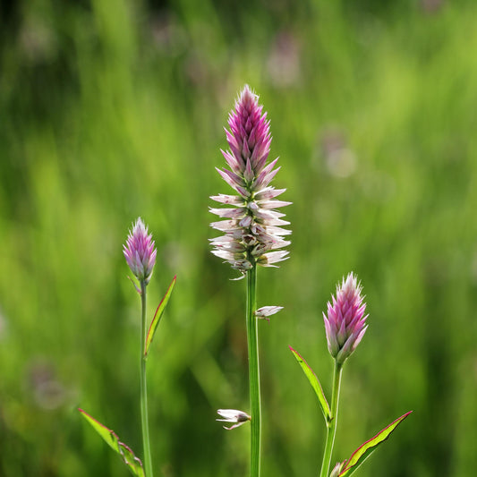 Flamingo Feather Celosia seeds