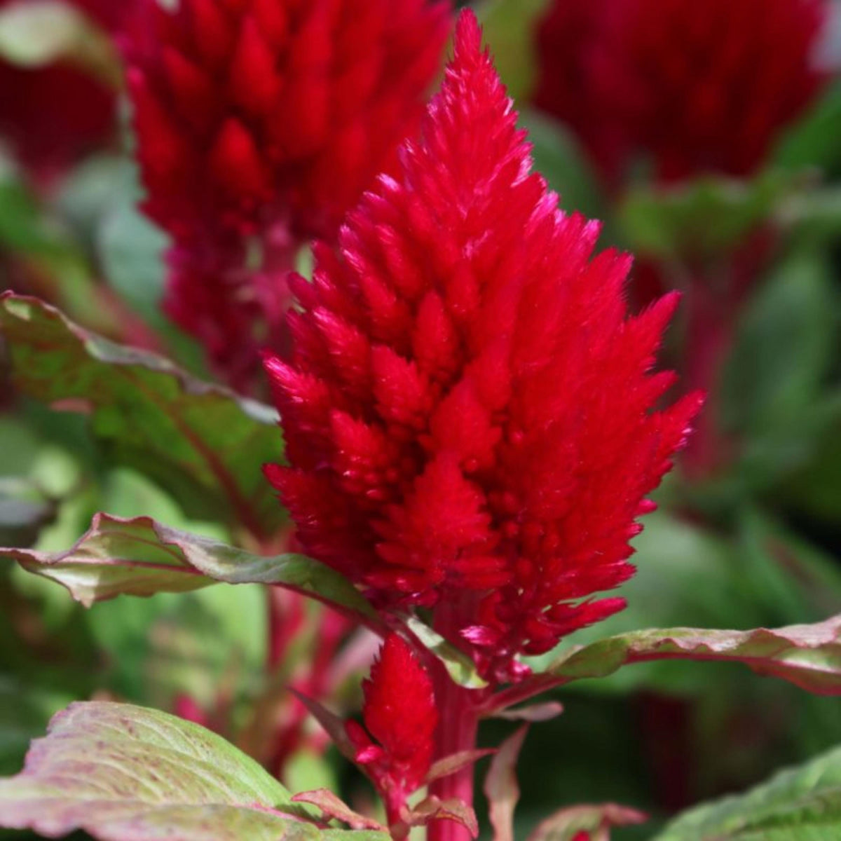 Kimono Mix Celosia seeds