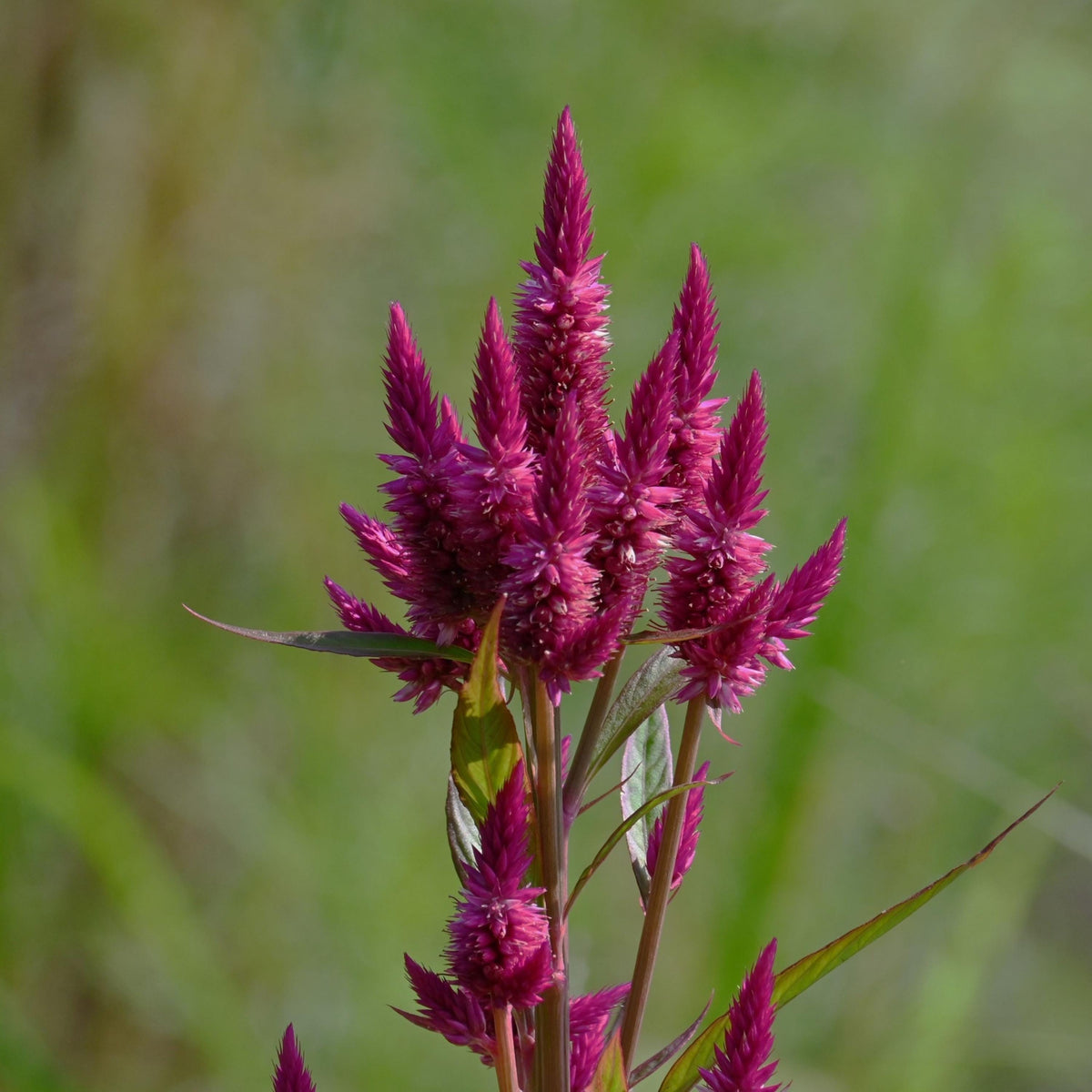 Intenz Wheat Celosia seeds
