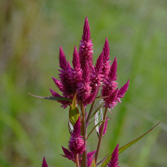 Intenz Wheat Celosia seeds