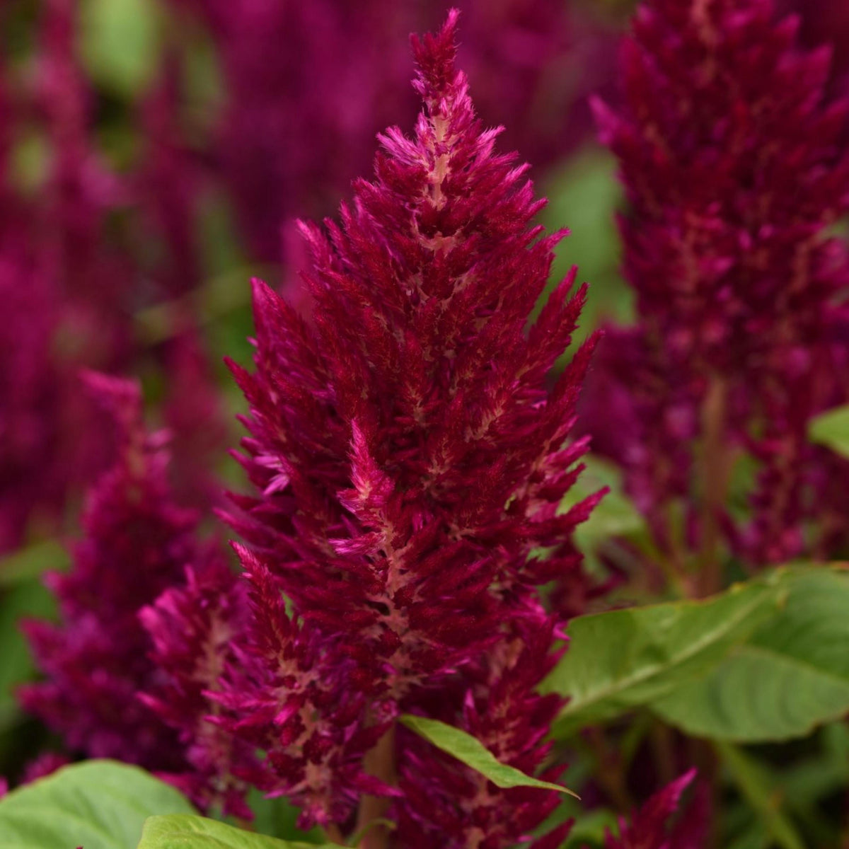 Sunday Mix Celosia seeds