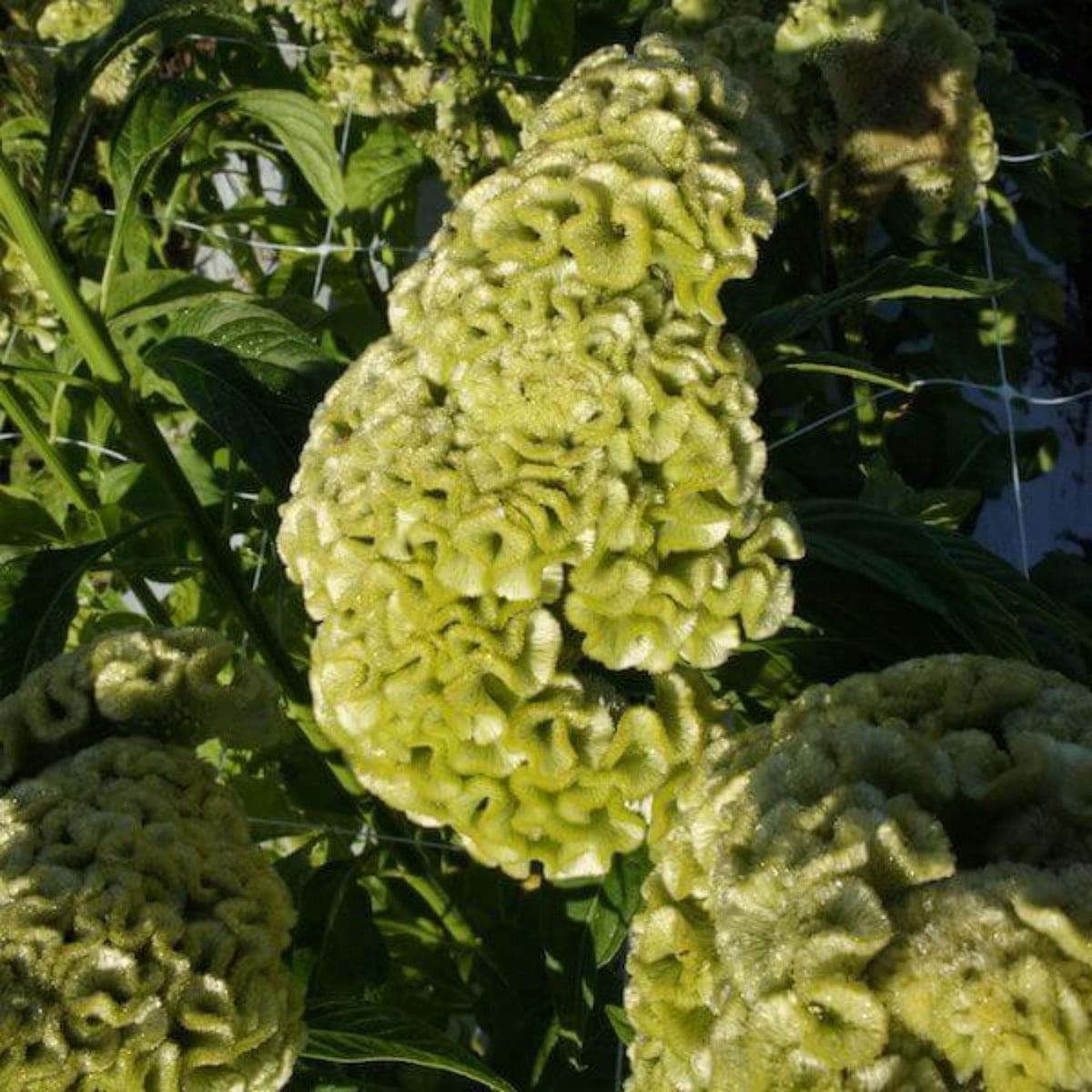 Spring Green Cockscomb Celosia seeds