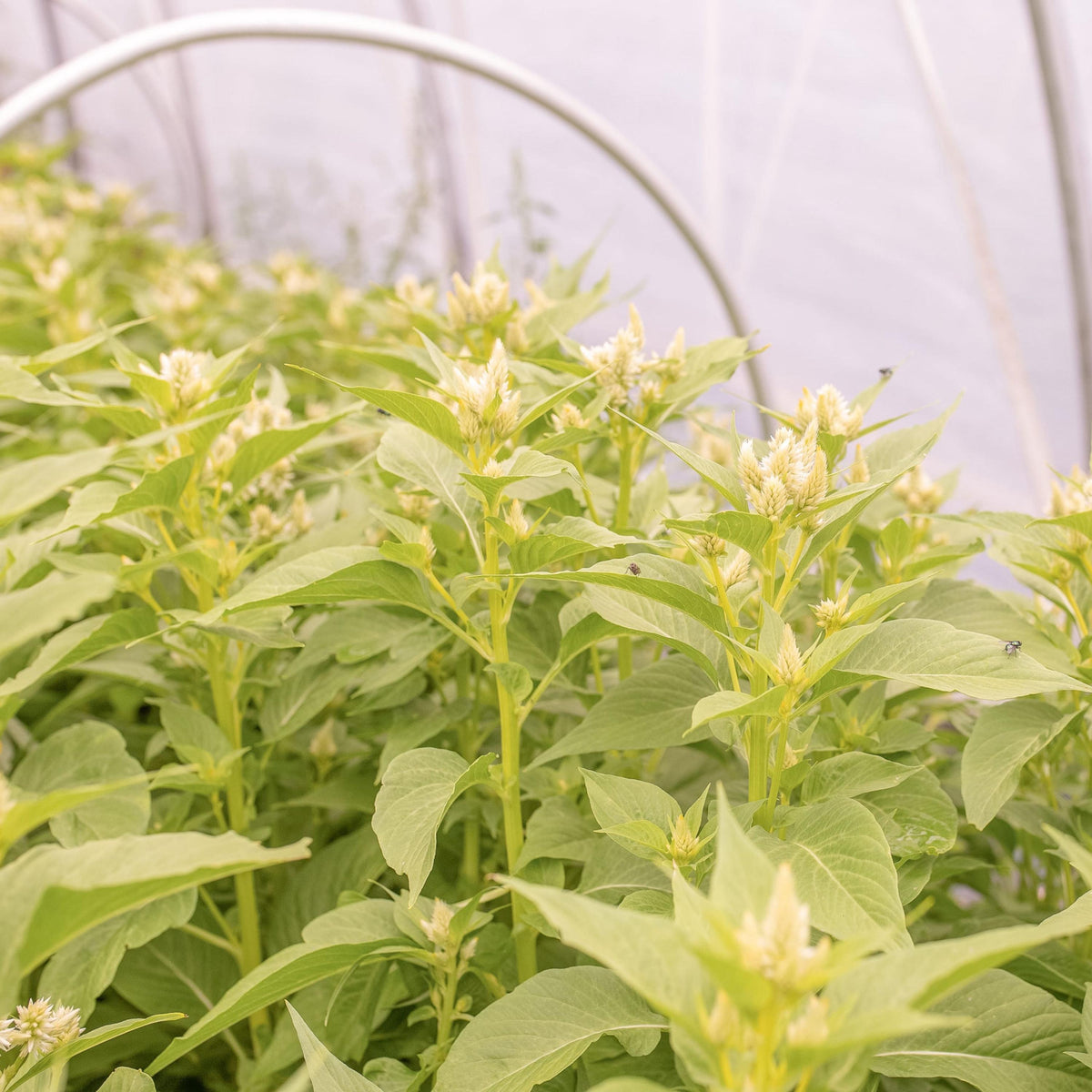 Flamingo White Celosia seeds