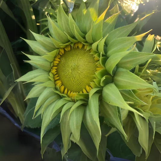 SunFill Green Sunflower Seeds-Annuals seeds