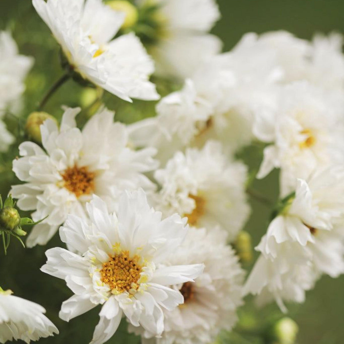 Double Dutch White Cosmos seeds