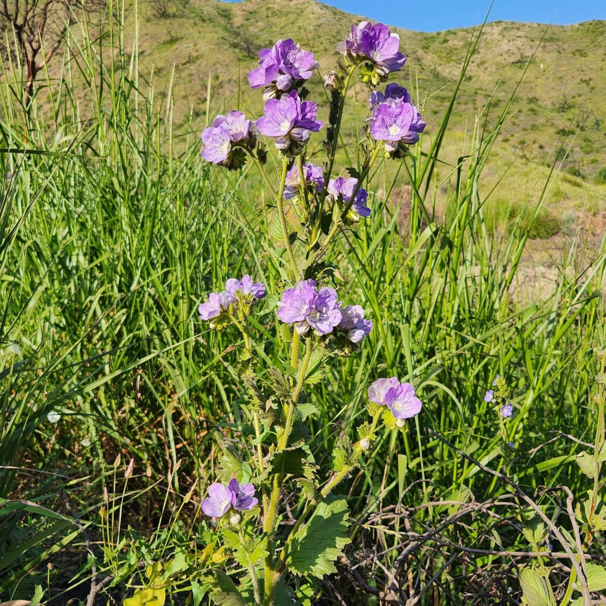 Phacelia grandiflora seeds