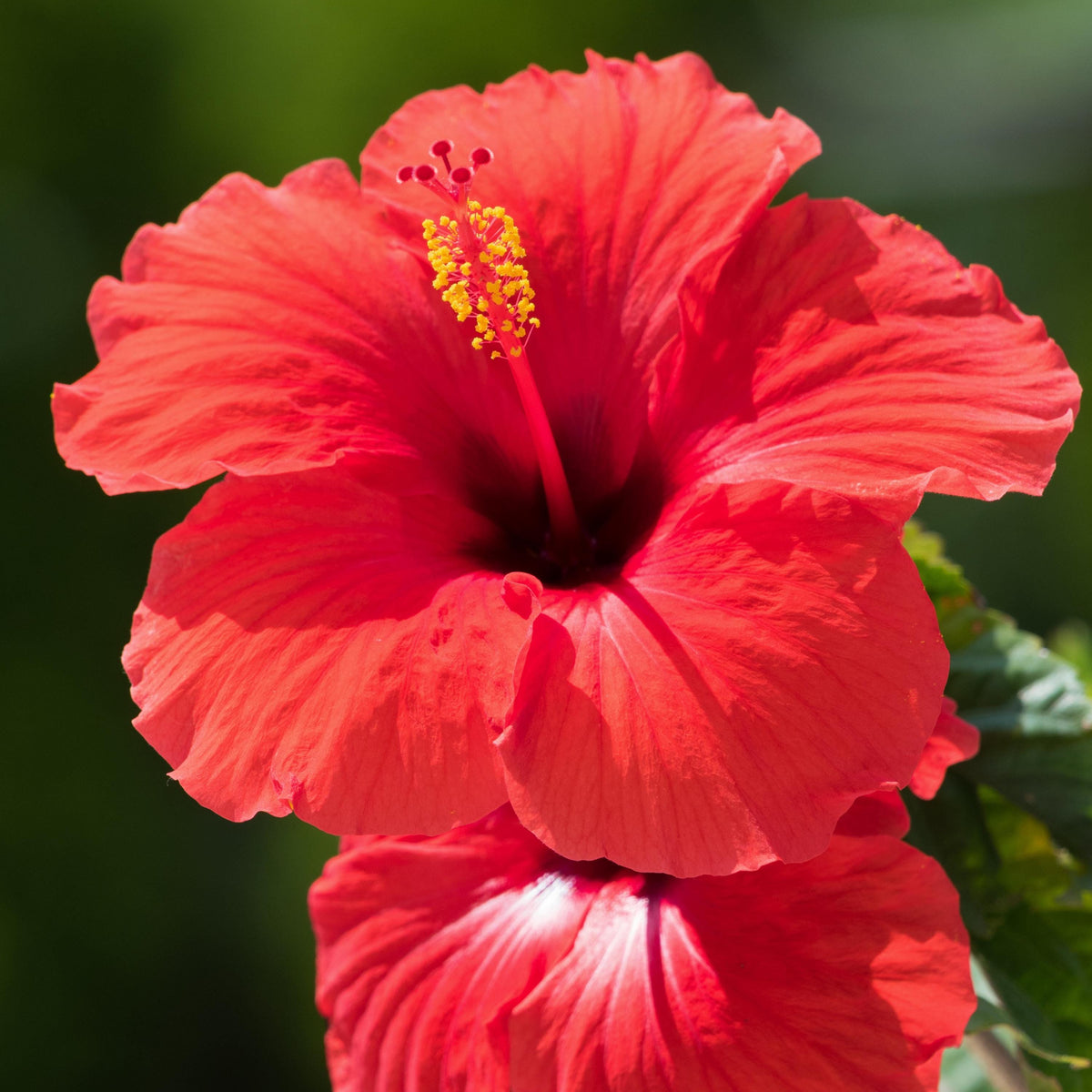 Brilliant Red Hibiscus seeds