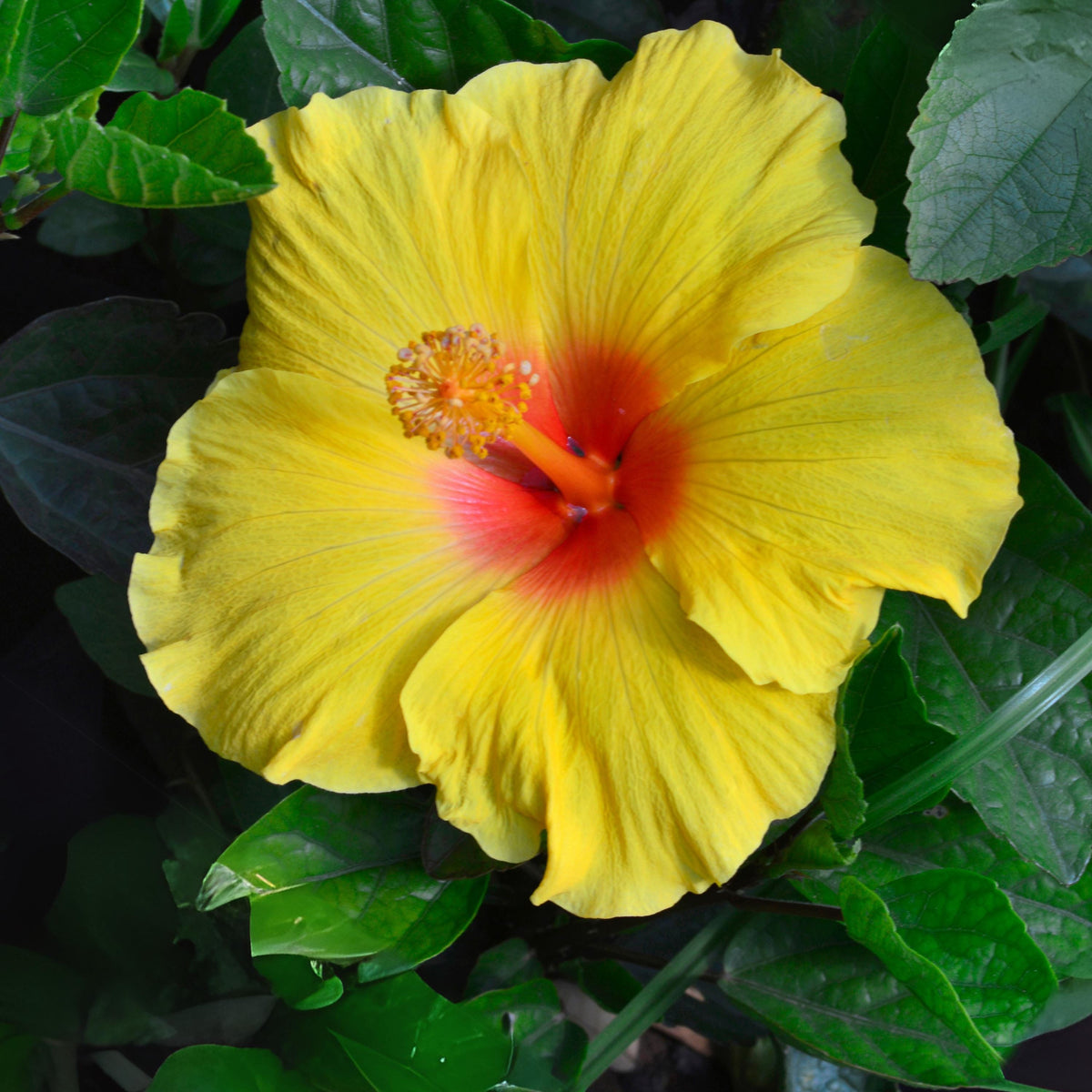 Sunny Wind Yellow Hibiscus seeds
