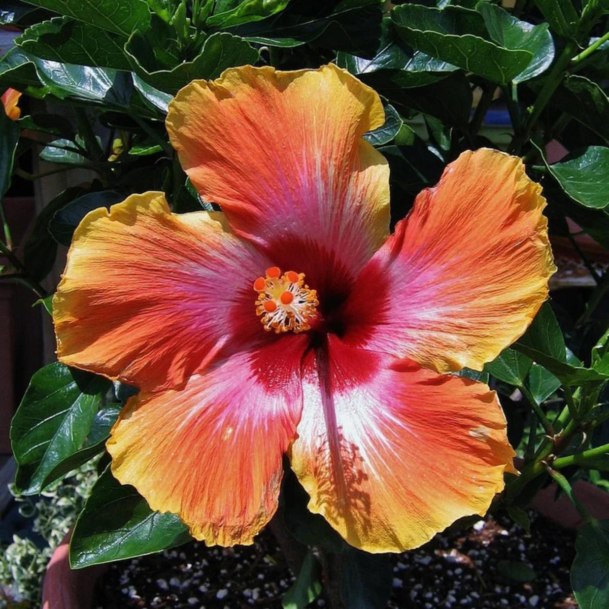 Fiesta Hibiscus seeds
