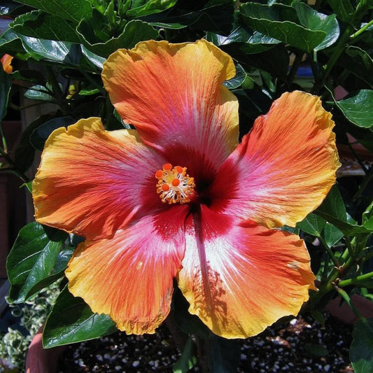 Fiesta Hibiscus seeds