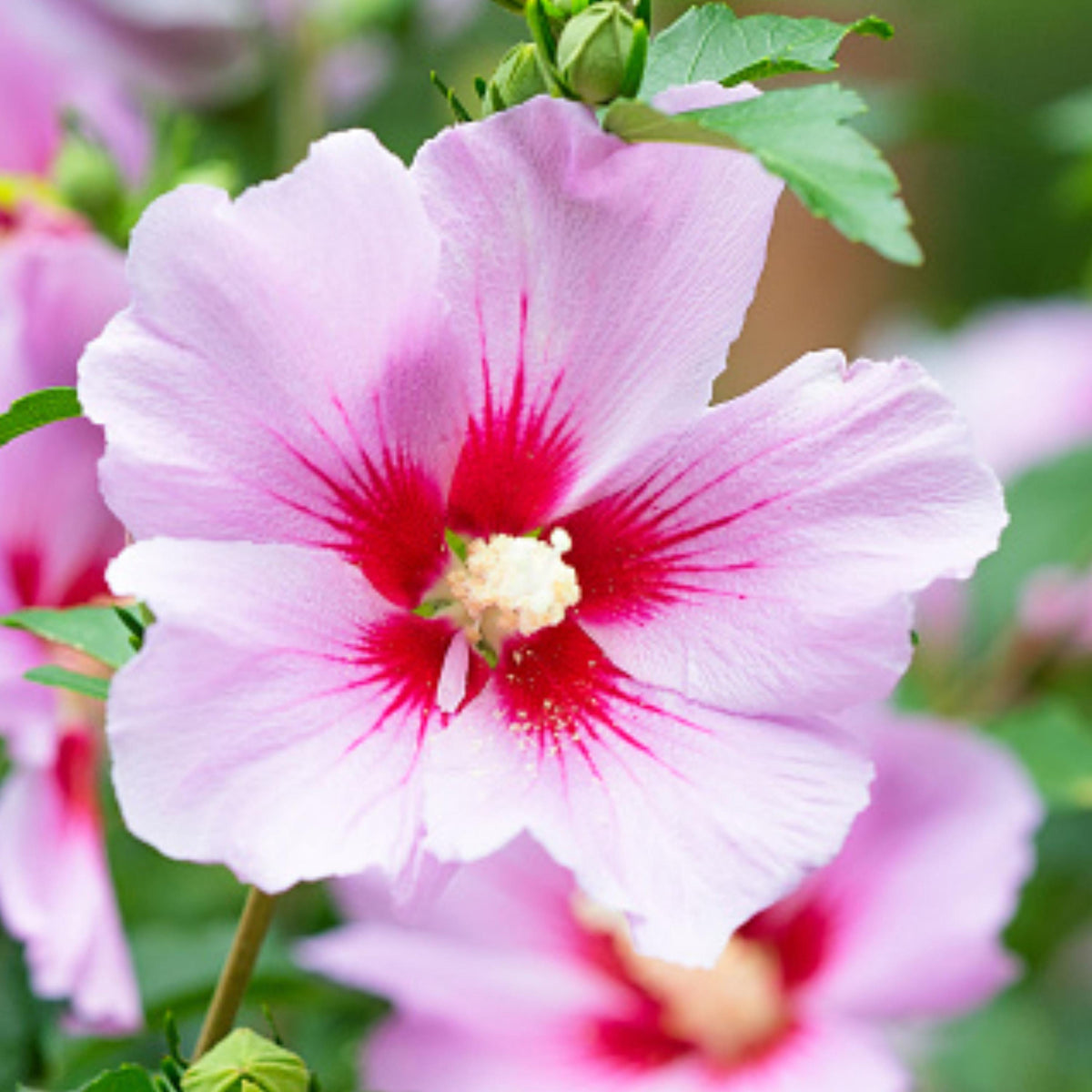 Pink Orchid Satin Hibiscus seeds
