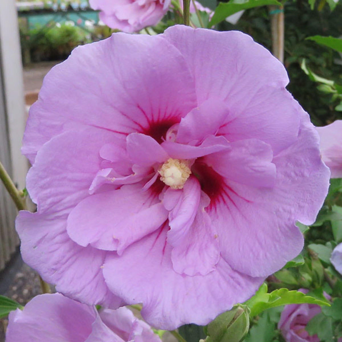 Lavender Chiffon of Sharon Hibiscus seeds