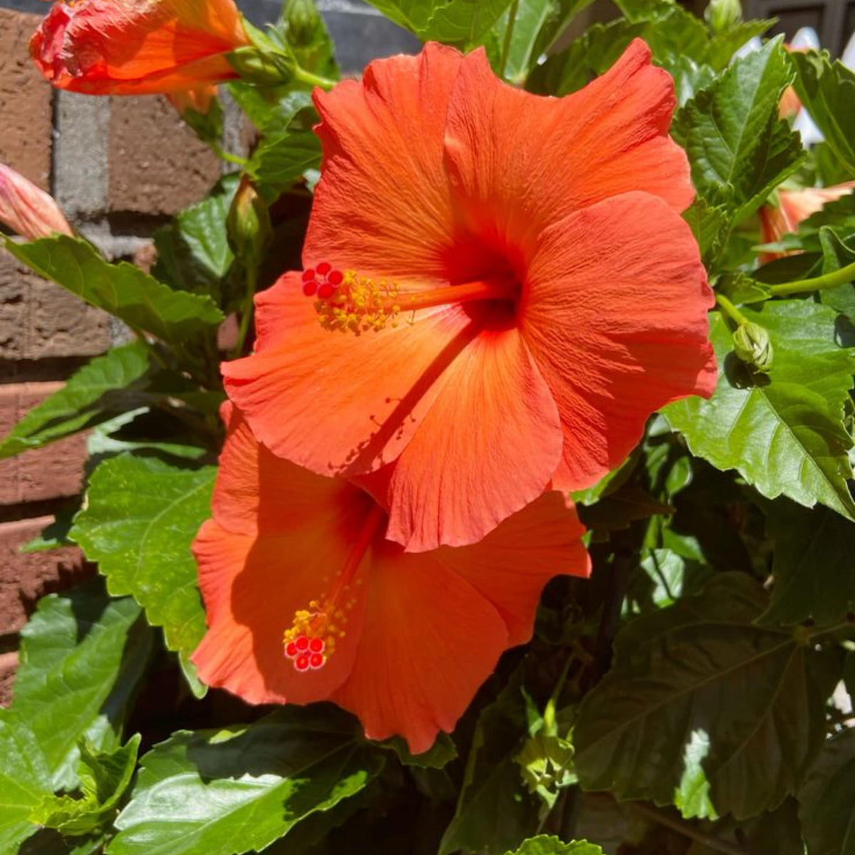 Orange Hibiscus seeds