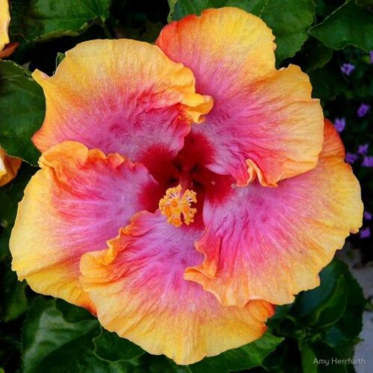 Tahitian Sunset Hibiscus seeds