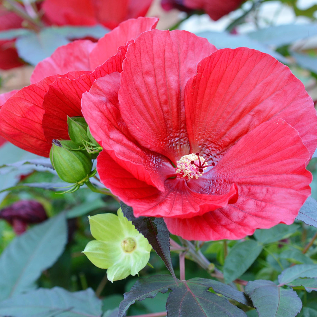 Luna Red Mallow Hibiscus seeds