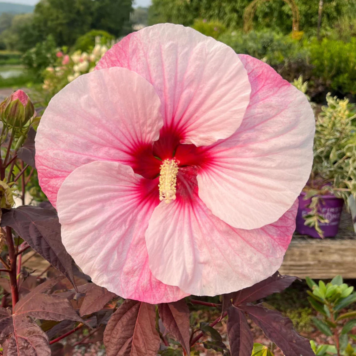 Summer Storm Mallow Hibiscus seeds