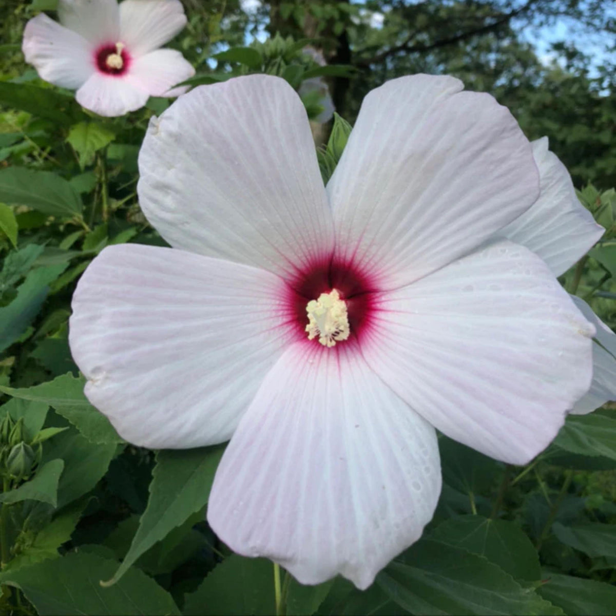Luna White Mallow Hibiscus seeds