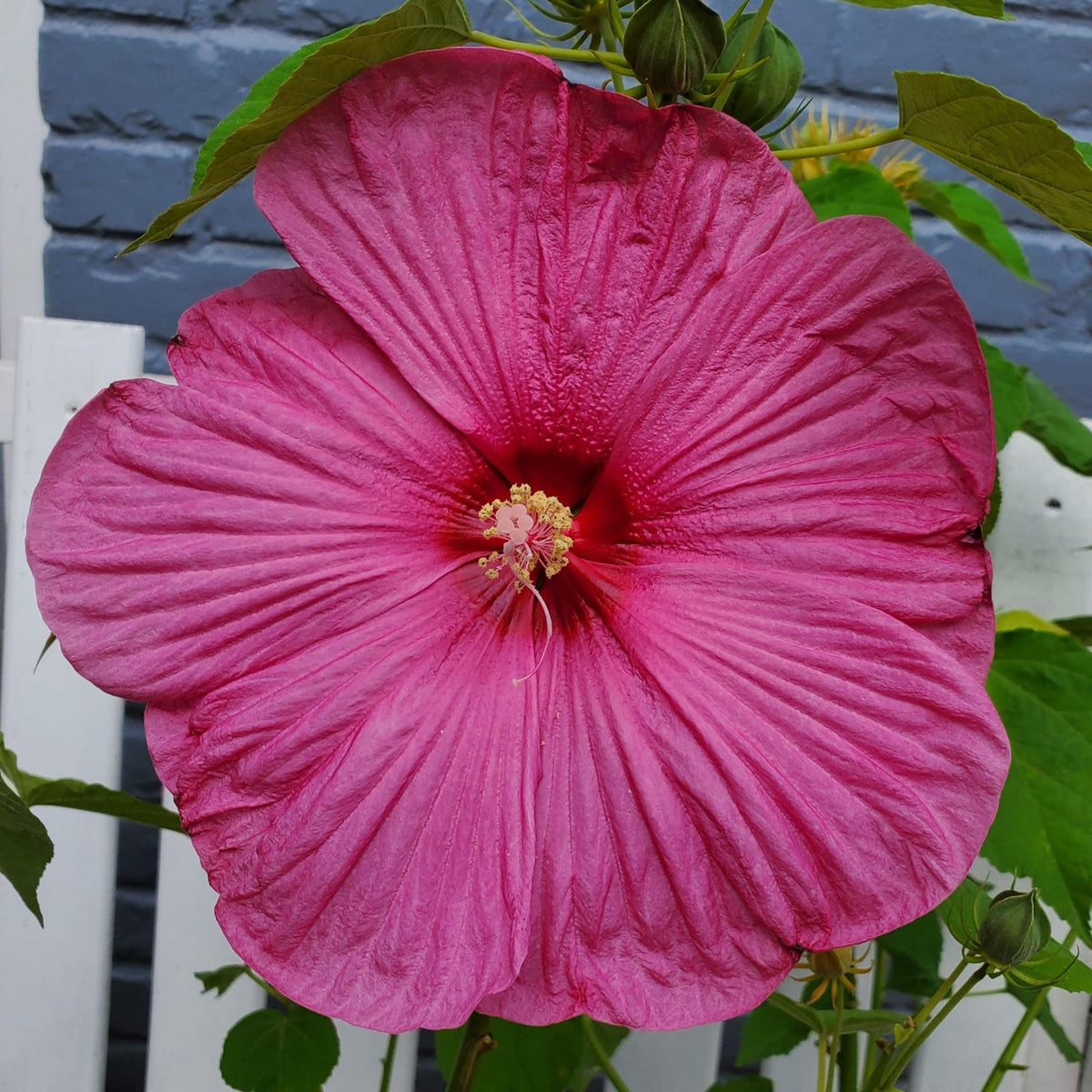 Luna Mallow Hibiscus seeds
