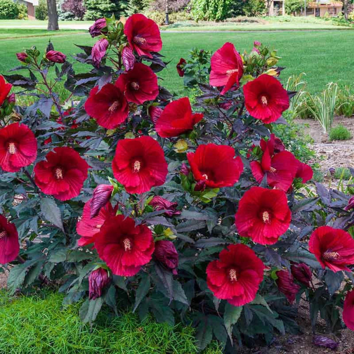 Midnight Marvel Mallow seeds