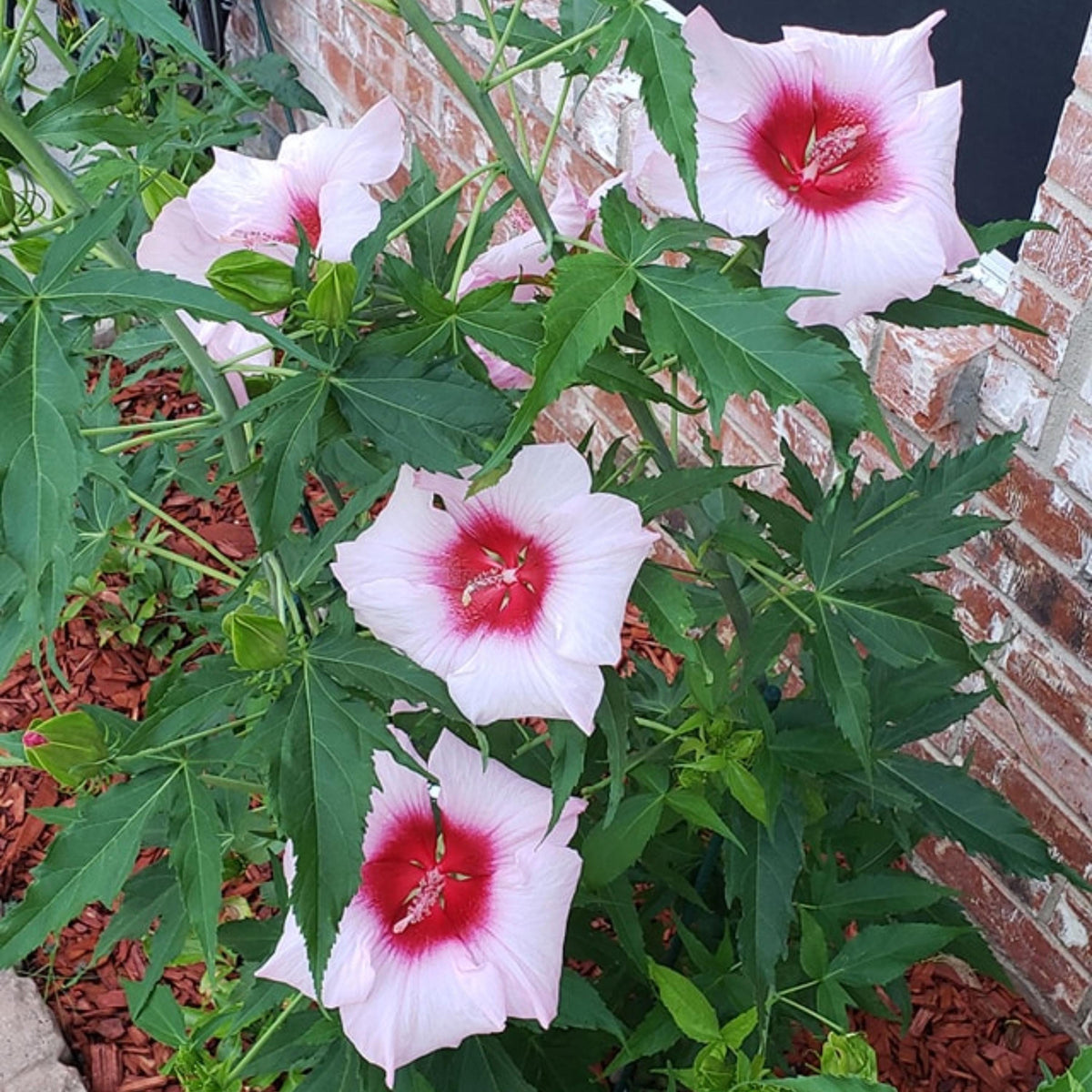 Lady Baltimore Hibiscus seeds