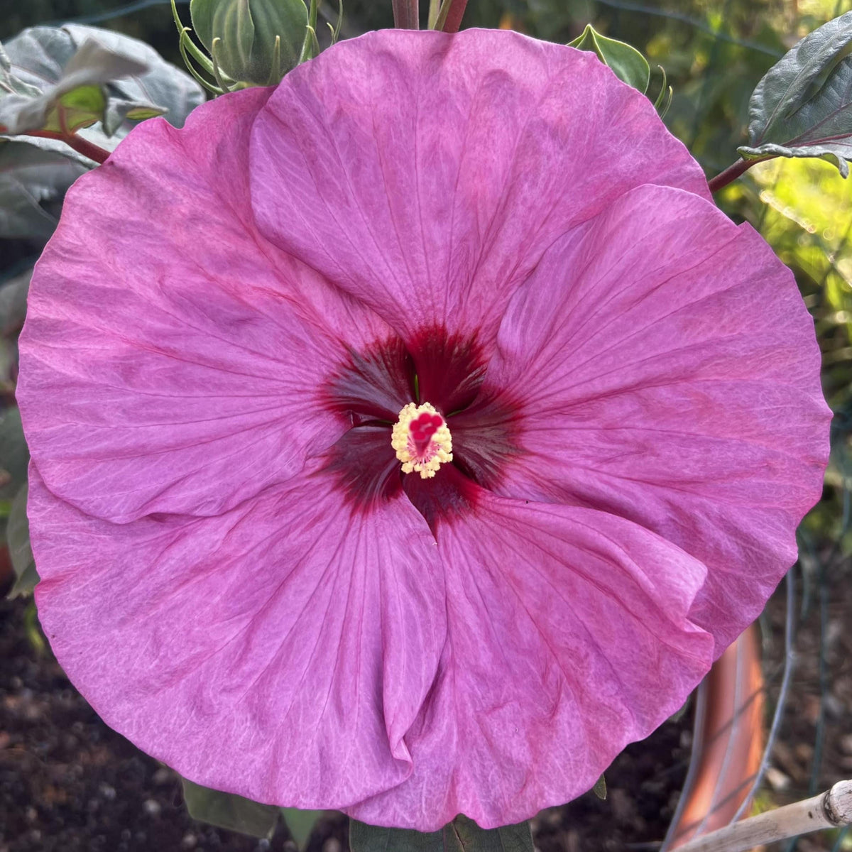 Summerific Berry Awesome Hibiscus seeds