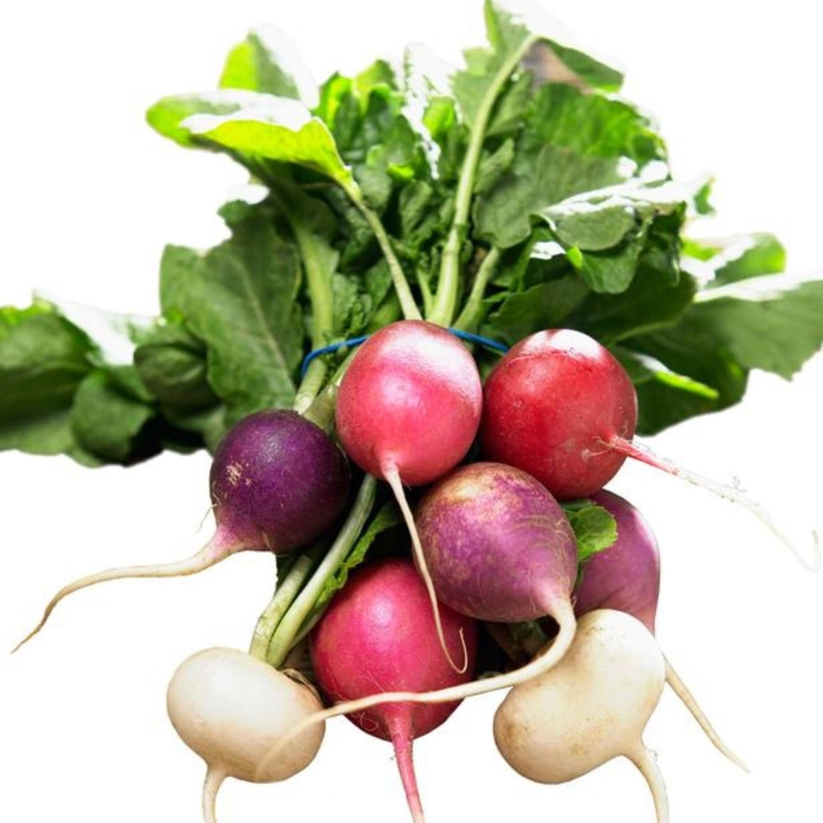 Easter Egg Radish seeds