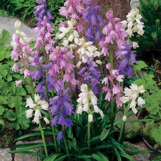 Spanish Bluebell Mixed Colors seeds