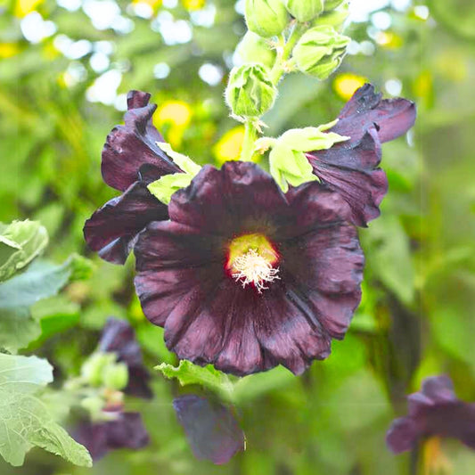Blacknight Hollyhock seeds