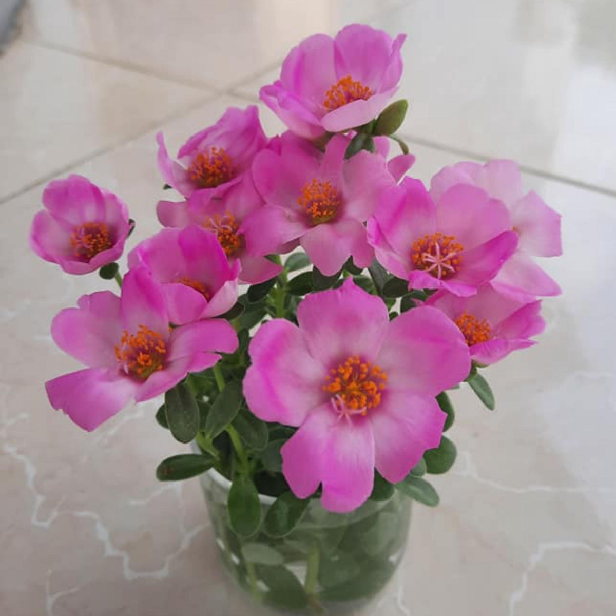 Light Pink Wingpod Purslane seeds
