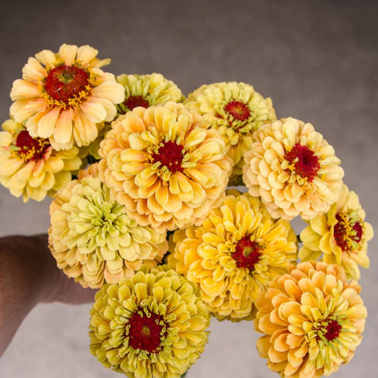Queeny Lemon Peach Zinnia seeds