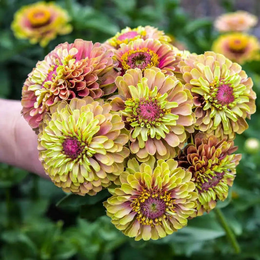 Queen Lime Blush Zinnia seeds