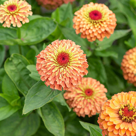 Queen Lime Orange Zinnia seeds