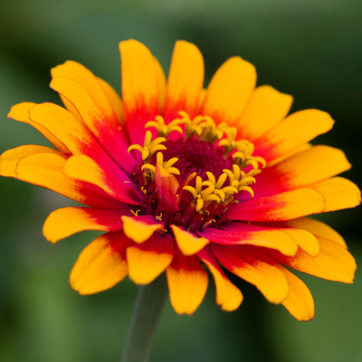 Macarena Zinnia seeds