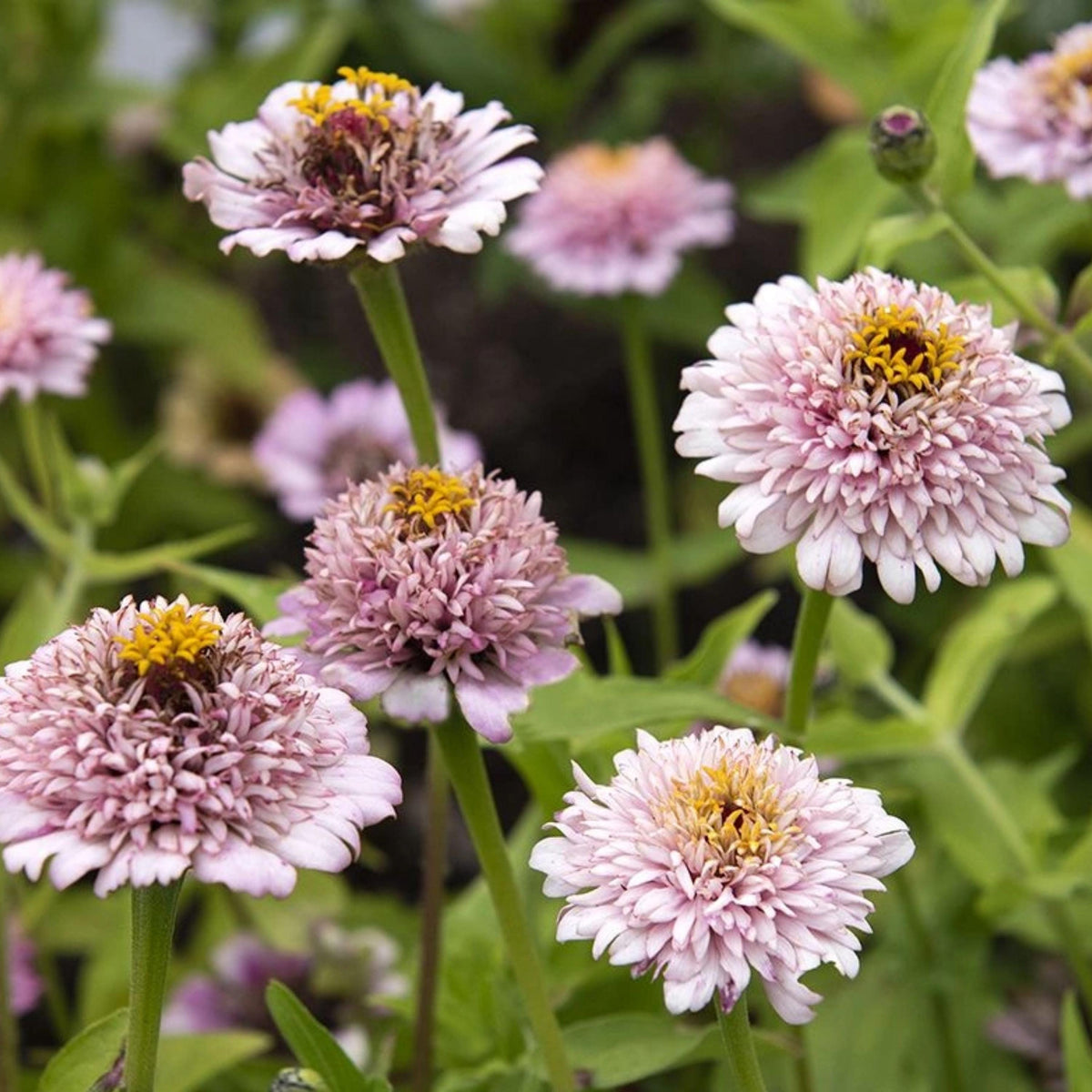 Zinderella Lilac Zinnia seeds