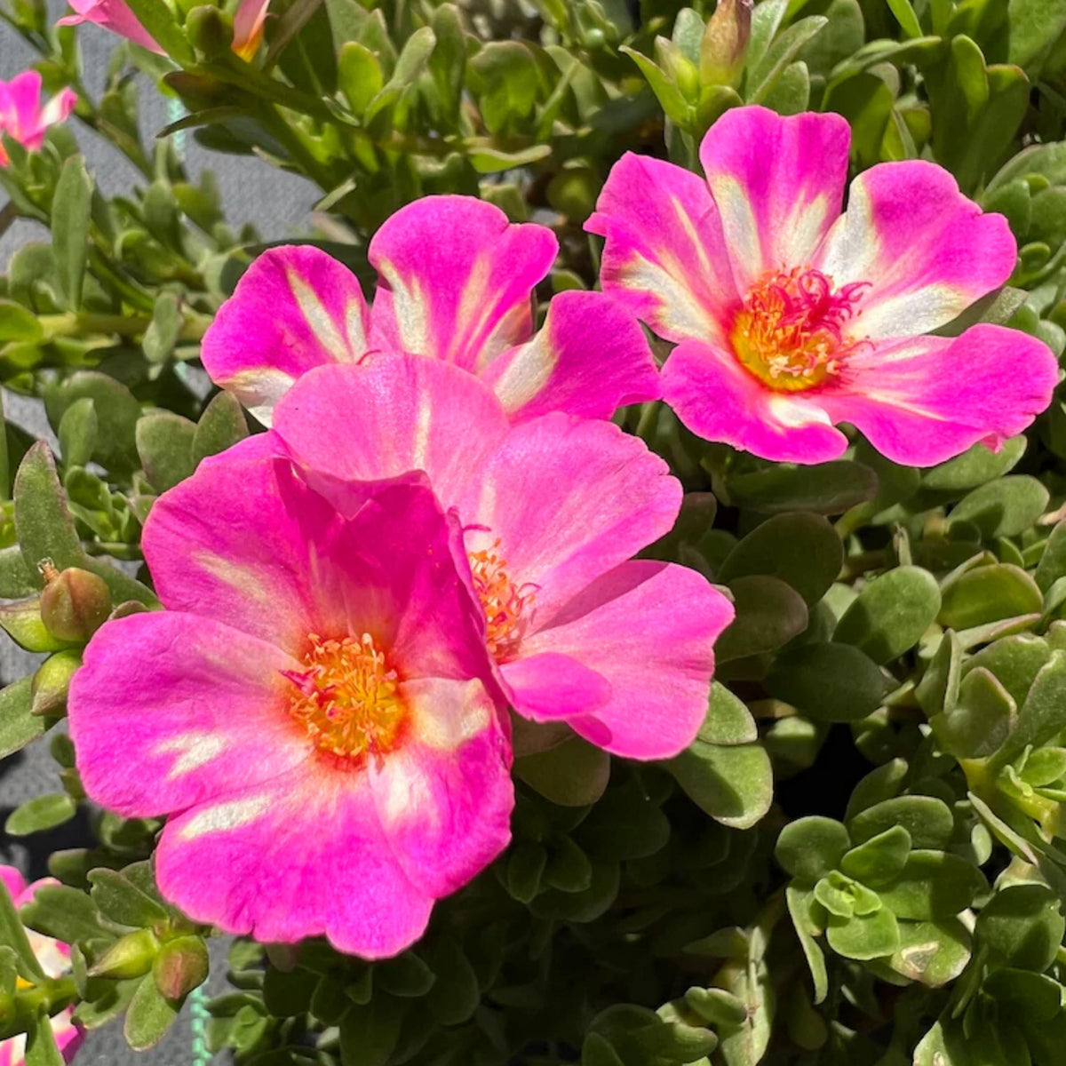 Pink Splash Purslane seeds